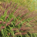 Ornamental Fountain Grass Live Plant Perennial for Outdoor Growing, 4" Pot, Red Fountain Grass Plants Spring Planting