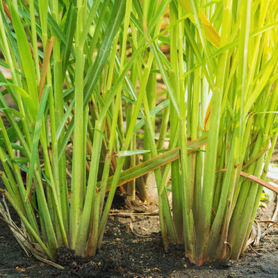 8 Lemon Grass Live Plants Stalks, Perennial Herb Plants, Lemongrass Plant for Gardening Outdoors Indoors 5 and 7 Inches Tall, Ready to Plant