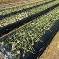 1 Pound Hard Neck Garlic for Planting in Fall, Assorted Mixed Garlic Bulb for Planting, Fresh and High Yield, Cold Hardy, Planting Softneck Hardneck