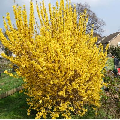 Lynwood Forsythia Plant Live, Gold Forsythia Shrub Well Rooted from 4 to 7 Inches Height, Fragrant and Vibrant Yellow Lynwood Bush, 4 Inches Pot