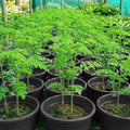 2 Moringa Trees Plants Live for Planting, Moringa Oleifera, Malunggay Well Rooted, 6 to 10 Inches Tall, No CA