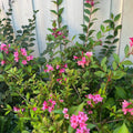 Pink Weigela Flowers Plant, Live Weigela Flowers Plant, 4 Inches Pot, Starter Plant for Outdoor Patio, Container