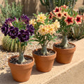 Desert Rose Live Plant, Adenium Desert Rose 4-8'' Tall, Hardy Flowering Succulent for Indoor Outdoor Gardens (Random Color Flowers)