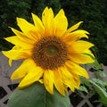 Yellow Sunflower Live Plant in 4" Pot - 4-6 Inch Tall