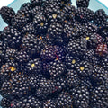 Combo 3 Sweet Boysenberry Plants Live for Planting, Fruit Bearing Vine for Home Growing, 4–6" Tall Starter Plants for Outdoor Gardens