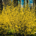 Lynwood Forsythia Plant Live, Gold Forsythia Shrub Well Rooted from 4 to 7 Inches Height, Fragrant and Vibrant Yellow Lynwood Bush, 4 Inches Pot