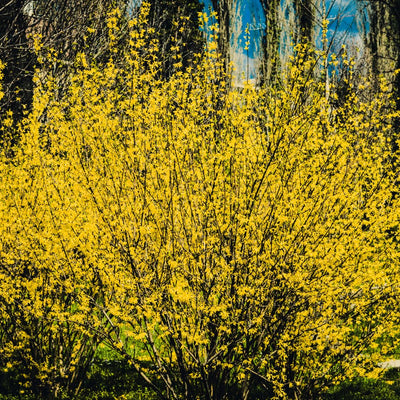 Lynwood Forsythia Plant Live, Gold Forsythia Shrub Well Rooted from 4 to 7 Inches Height, Fragrant and Vibrant Yellow Lynwood Bush, 4 Inches Pot