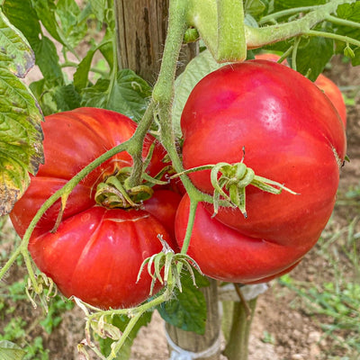 Tomato Plant Live 4 Inch Pot, Small Fruit Tomato Plant for Raised Beds, Patio Containers or Outdoor Growing, 4-6 Inches (Beefsteak Tomato)