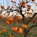 Japanese Persimmon Tree Live Plant, Edible Fruit Tree, 2 Ft Tall