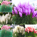 Pack 3 Pampas Grass Plants Live, Ornamental Pampas Grass Live Plants, in 2.5" Pots, Tall Grasses Seedlings (Mix Pampas Grass)