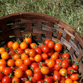 Tomato Plant Live 4 Inch Pot, Small Fruit Tomato Plant for Raised Beds, Patio Containers or Outdoor Growing, 4-6 Inches (Cherry Tomato)