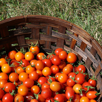 Tomato Plant Live 4 Inch Pot, Small Fruit Tomato Plant for Raised Beds, Patio Containers or Outdoor Growing, 4-6 Inches (Cherry Tomato)