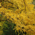 Ginkgo Live Plant, 3-6 Inch Tall