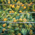 Gold Pineapple Plant Live, Cold Hardy Pinapple Fruit Tree 4-6 Inc, Tropical Plant for Garden