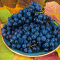 Grape Plant Live Potted, Fruit Vine Starter Plant 5-8 Inches, Hardy Climbing Seedless Grape Vine for Backyard Garden or Trellis (Purple Blue)