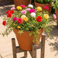 3 Moss Rose Plants Live in 4'' Pot, Random Color Portulaca Flowers for Patio Pots, Garden Borders and Containers, 4-7 Inch Tall