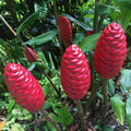 3Pcs Shampoo Ginger Rhizomes, Live Awapuhi Shampoo Ginger Roots for Planting, Zingiber Zerumbet Fresh Ginger Plant Live, Pinecone Ginger