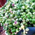 Variegated String of Pearls Plant Live, String of Pearls Plant Live, Variegated String of Pearls, Live String of Pearls Succulent Plant in Pot for Indoor House Planting (4 Inch Pot)