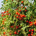 Tomato Plant Live 4 Inch Pot, Small Fruit Tomato Plant for Raised Beds, Patio Containers or Outdoor Growing, 4-6 Inches (Cherry Tomato)