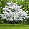 White Dogwood Tree Live Plant, Dormant in Winter for Planting, Cold Hardy, in Quart Pot, 6-12 Inc Tall