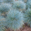 4 Blue Fescue Grasses Plants Well-Rooted, Ornamental Grass Live Plants Perenial, 2 Plants Per Pot, 4 to 8 Inc Tall from Bottom Pot, Fast-Growing Outdoor