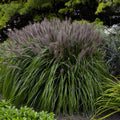 Ornamental Fountain Grass Live Plant Perennial for Outdoor Growing, 4" Pot, Red Fountain Grass Plants Spring Planting