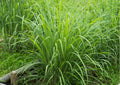 3 Lemongrass Plants Live Stalk for Spring Planting, Live Lemon Grass Herb