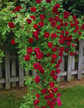 Red Climbing Rose Live Plant, Can Grow As Rose Bushes Shrubs, Fragrant Ready to Plant, Starter Size, 5 to 10 Inc Tall, Dormant in Winter
