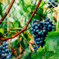 1 Blue Grape Vines for Planting Outdoors, Concord Grape Plant Live, Bareroot 1-2 Years Old, Sweet Grape Fruits