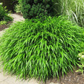 Hakonechloa Grass Live Plant, Japanese Forest Grass Plants, Perennial Hakonechloa Grass Plants Live, Live Ornamental Grass Starter Plants, Appx 4 to 6 Inch Tall