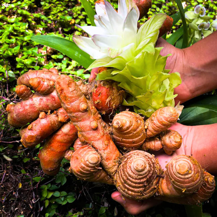 Pack 2 Curcuma Turmeric Ginger Plants Live 5 to 9 Inch Tall, Turmeric Live Plants, Ornamental Flowers