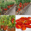 San Maranzo Tomato Live Plant, 2 Plant Per Pot, Red Tomato Plant 5-8" Tall