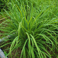 8 Lemon Grass Live Plants Stalks, Perennial Herb Plants, Lemongrass Plant for Gardening Outdoors Indoors 5 and 7 Inches Tall, Ready to Plant