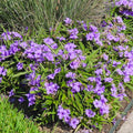 06 Mexican Petunias Live Plants for Spring Planting, 4-6" Well Rooted for Outdoor Growing, No Pot, (Purple Petunia)