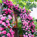 Deep Purple Blue to Pink Hydrangea Bush Plant Tree Live Shrub, 5-12" Starter Plant Hydrange Tree Plants, Dormant No Leaf in Winter, Cold Hardy Temperate