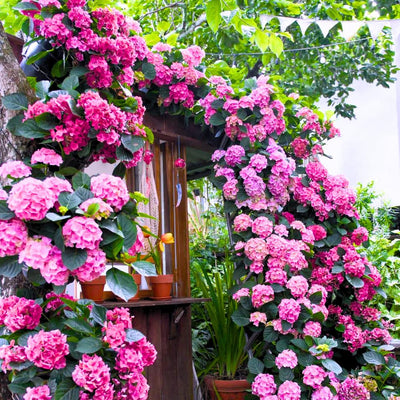 Deep Purple Blue to Pink Hydrangea Bush Plant Tree Live Shrub, 5-12" Starter Plant Hydrange Tree Plants, Dormant No Leaf in Winter, Cold Hardy Temperate