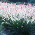 2 White Fountain Grass Plants Live for Planting, Ornamental Grass Perennial Garden, 5-9 Inch Tall
