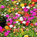 4 Moss Rose Plants Live in 4'' Pot, 4-8 Inches Tall, Random Moss Rose Portulaca Plants, Perennial Ground Cover, Vibrant Blooms for Garden Beds, Outdoor Planting