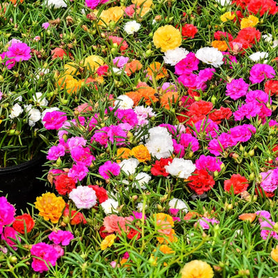 4 Moss Rose Plants Live in 4'' Pot, 4-8 Inches Tall, Random Moss Rose Portulaca Plants, Perennial Ground Cover, Vibrant Blooms for Garden Beds, Outdoor Planting