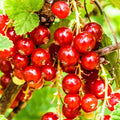 Live Currant Bush Plant Fast Growing, Ready Bear Fruit Within 1 Year - No NC, WV, NH, 6-14" Tall, Great for Backyard or Orchard Growing, Currant Plant (Red)