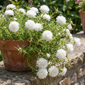 4 Portulaca Plants Live, Moss Rose Flower Plant for Outdoor Garden, Ground Cover Plant for Patio Containers, Borders or Landscape 4-7 Inches (White)