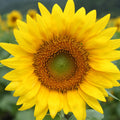 Live Yellow Sunflower Plant - 4-6" Tall Seedling in 4 Inch Pot