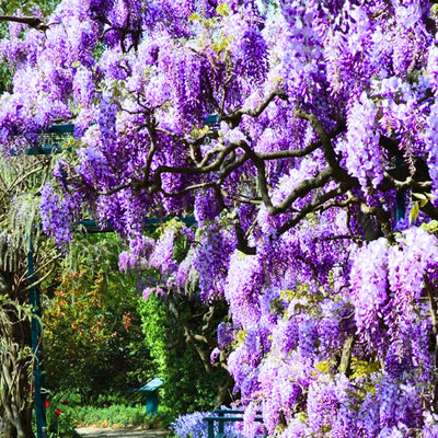 Set 3 Purple Wisteria Live Plants, Wisteria Trees Live Plants, Wisteria Vine for Planting 6 to 12 Inches Tall, Fragrant Wisteria Flowers in Pots