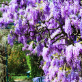 Pack 3 Purple Wisteria Live Plants, 6 to 12 Inches Tall, in Pot, Wisteria Vine Live Plants for Planting, Fragrant Wisteria Flowers