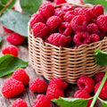 Raspberry Plant Live 6 to 12 Inch Tall, Sweet Raspberry Bush Live Plant Well Rooted Zone 3 to 8 (Red Raspberry)