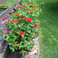 3 Assorted Zinnia Plants, Zinnia Flower Plants, 3 to 5 Inc Tall, Live Zinnia Plant Gardening Indoor Outdoor