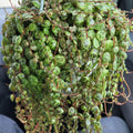 String of Turtles Live Plant, Live String of Turtles Plant, Succulents Plant Live String of Turtles, Live Plant Indoor String of Turtles, Vine Plant for Houseplant (4 Inch Potted)