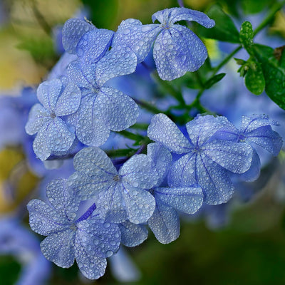 4 Plumbago Plants Live, 4-7 Inches Flowering Plumbago for Outdoor Garden, Tropical Shrub Plant for Landscape, Borders or Patio Containers (Blue Plumbago)