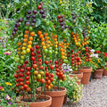 Mix Color Cherry Tomato Live Plants, 2 Plant Per Pot