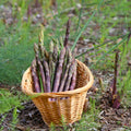 10 Asparagus Bare Roots, Asparagus Crowns for Planting, Hardy Perennial Vegetable Garden Starter Roots (Purple Asparagus)